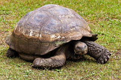 Tortoise, Santa Cruz, Galpagos