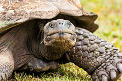 Tortoise, Santa Cruz, Galpagos