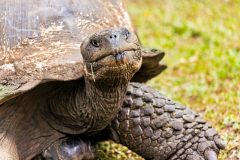 Tortoise, Santa Cruz, Galpagos
