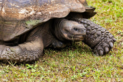 Tortoise, Santa Cruz, Galpagos