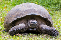 Tortoise, Santa Cruz, Galpagos